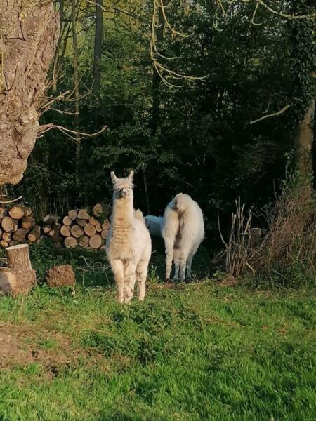 Mitten in der Natur zwischen den Ponys.