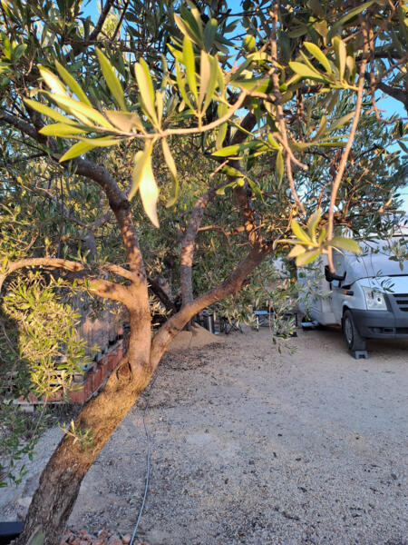 Campspace in Xerta, Catalonië afbeelding